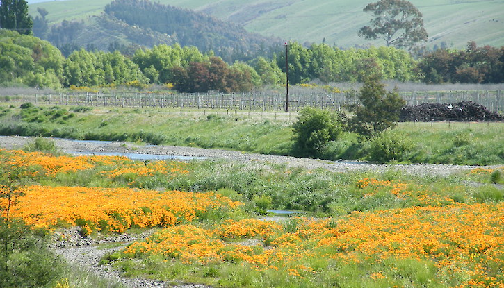 Californian poppy invading braided river bed