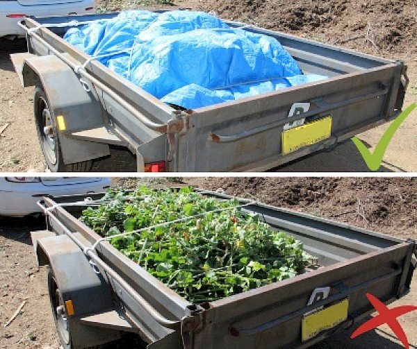 Cover trailers to prevent accident spread of weeds