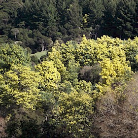 Silver wattle