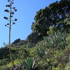 Century plant
