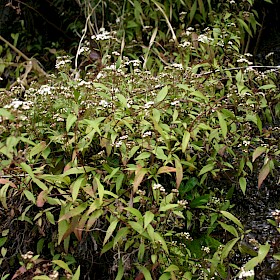 Mistflower