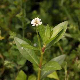 Alligator weed