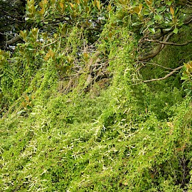 Mignonette vine