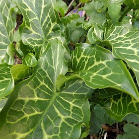 Italian arum