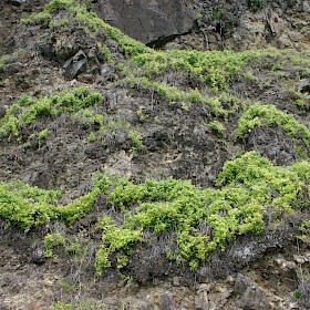 Smilax