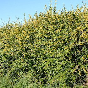 Barberry