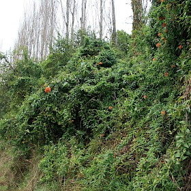 Bomarea