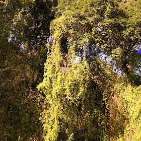 Balloon vine