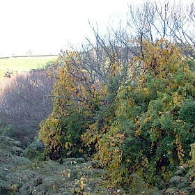 Climbing spindle berry