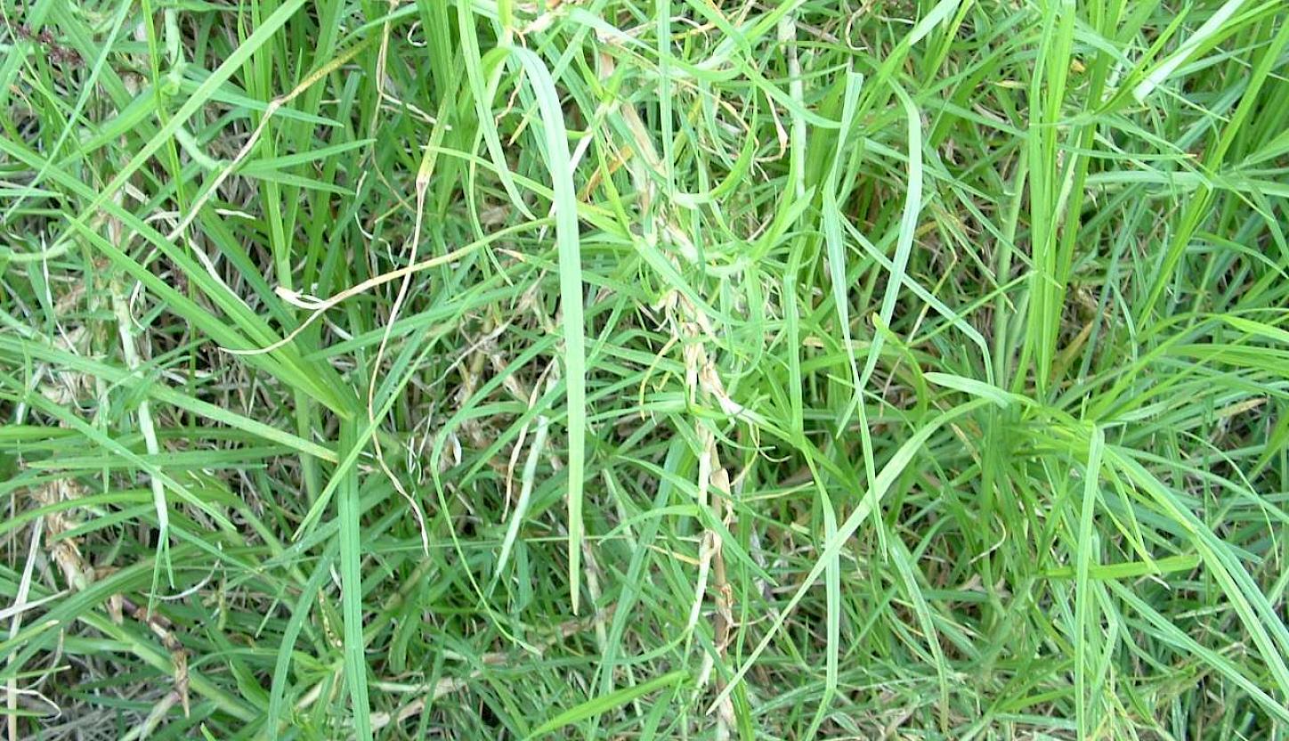 Kikuyu