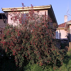 Red cestrum