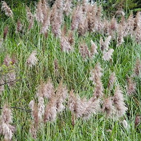 Purple pampas