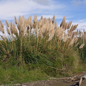 Pampas
