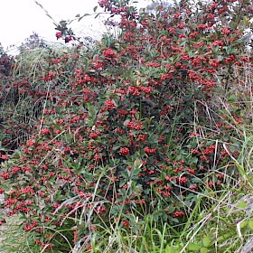 Cotoneaster