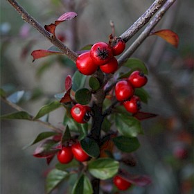 Khasia berry