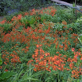 Montbretia