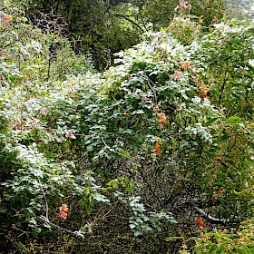 Chilean glory creeper