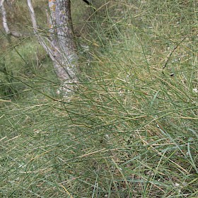 Pyp grass