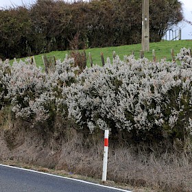 Spanish heath