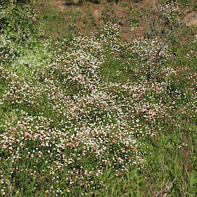 Mexican daisy