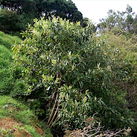 Loquat