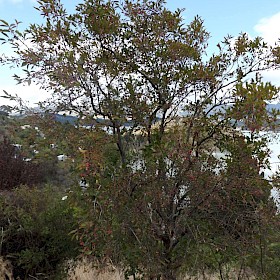 Spindle tree