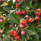 Japanese spindle tree