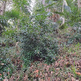 Japanese spindle tree