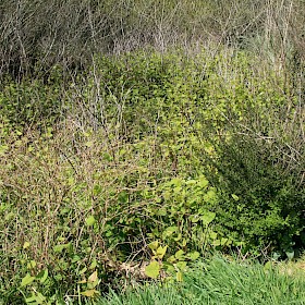 Asiatic knotweed