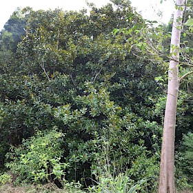 Port Jackson fig