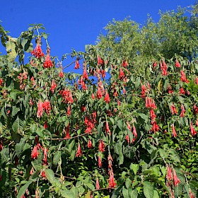 Bolivian fuchsia