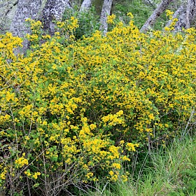 Montpellier broom