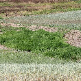 Reed sweet grass