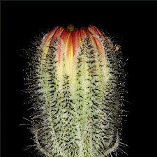 Mouse-eared hawkweed Photo: Trevor James