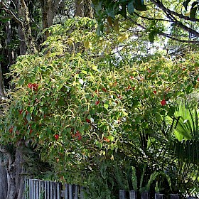 Queensland poplar