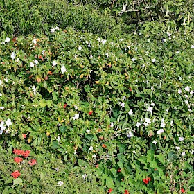 Shrub balsam