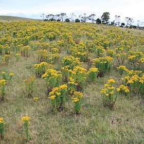 Ragwort