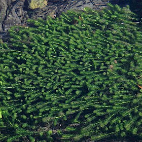 Lagarosiphon