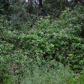 Lantana