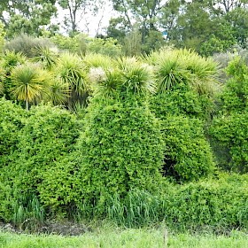 Japanese honeysuckle