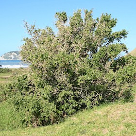 Boxthorn