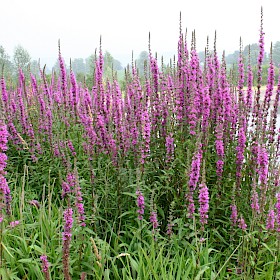 Purple loosestrife