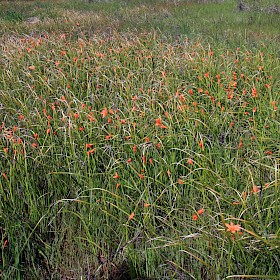 Cape tulip