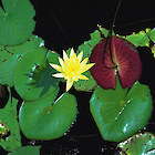 Mexican water lily
