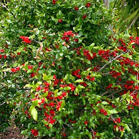Mickey Mouse plant