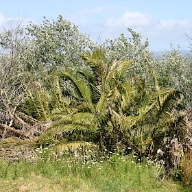 Phoenix palm
