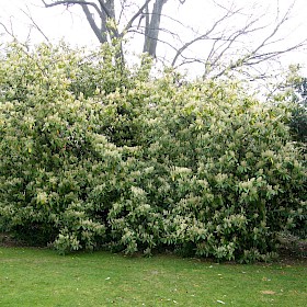 Cherry laurel