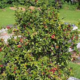 Purple guava