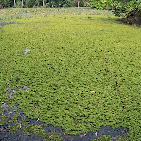 Salvinia