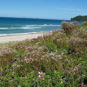 Purple groundsel
